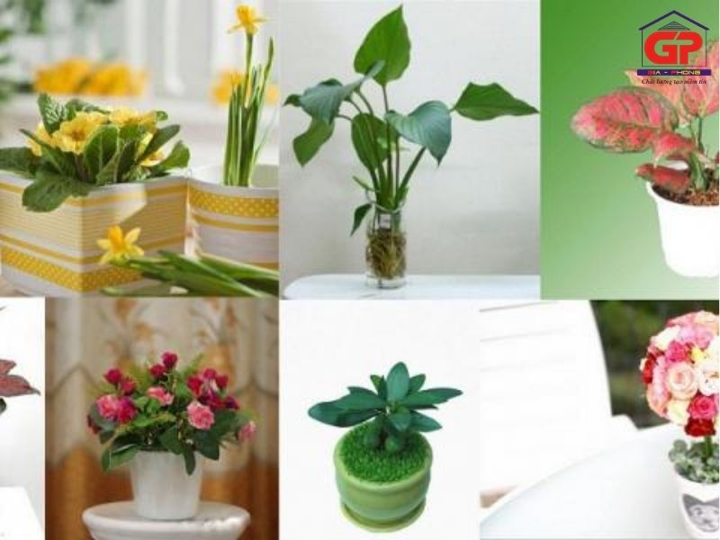 Một số lưu ý khi chăm sóc hoa để bàn văn phòng