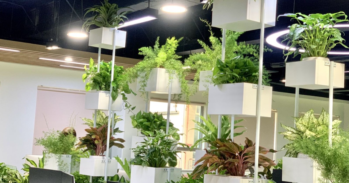 Chọn cây cảnh trong văn phòng làm việc theo mục đích sử dụng